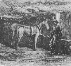 Wyoming Valley Engraving Horse